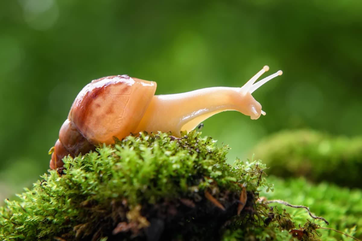 Best Ways to Prevent Pesky Slugs and Snails