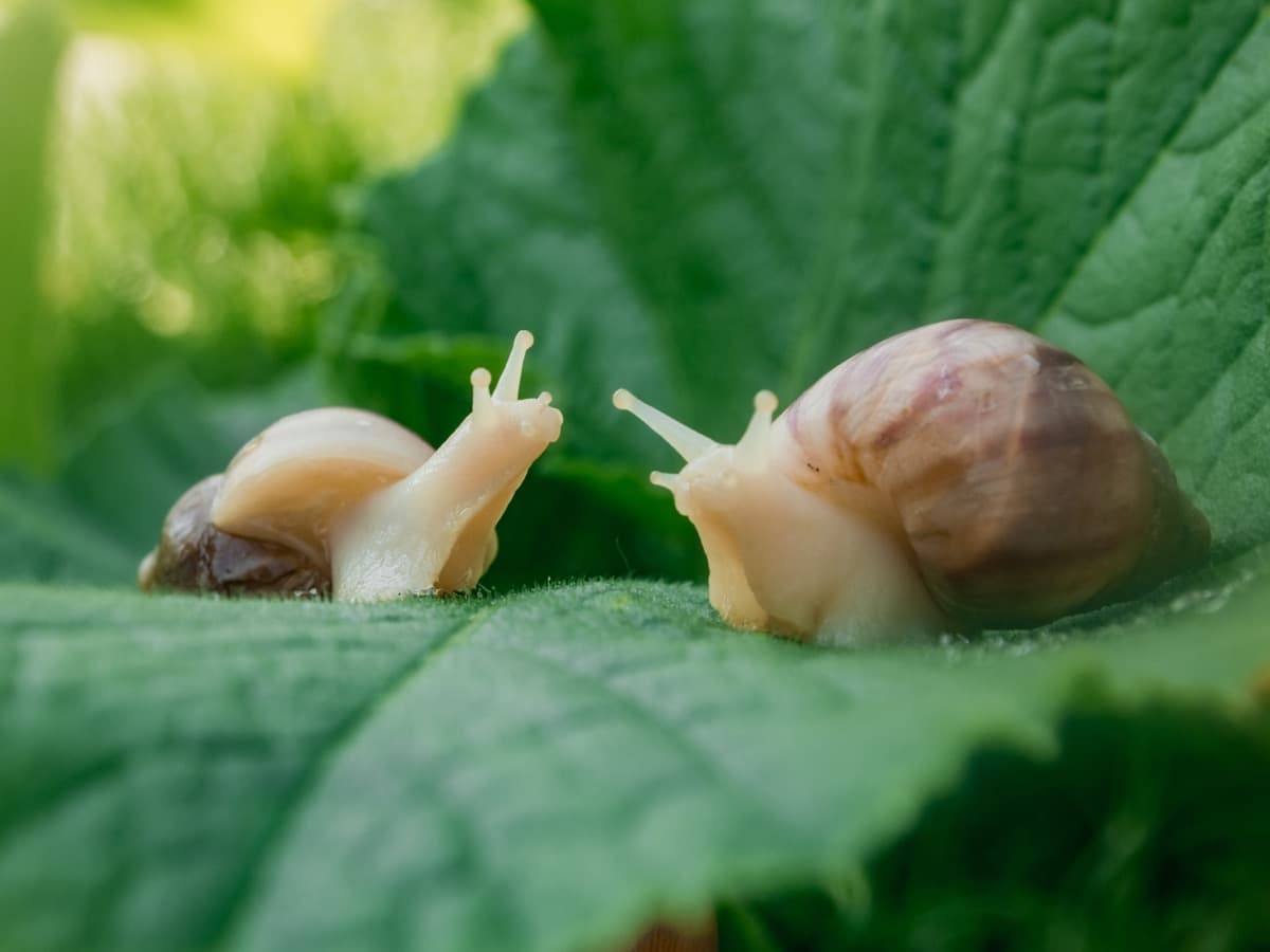 Snails on the plant leaf
