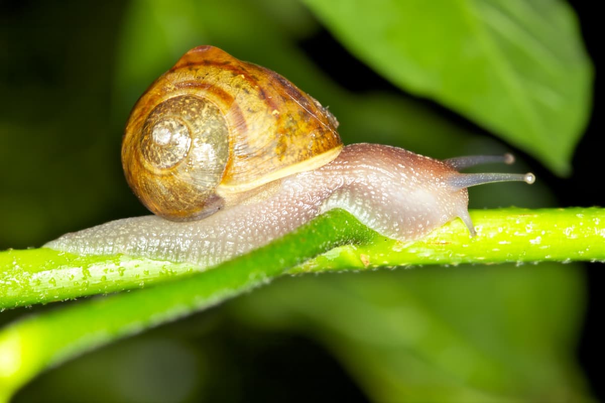 Snails on the plant
