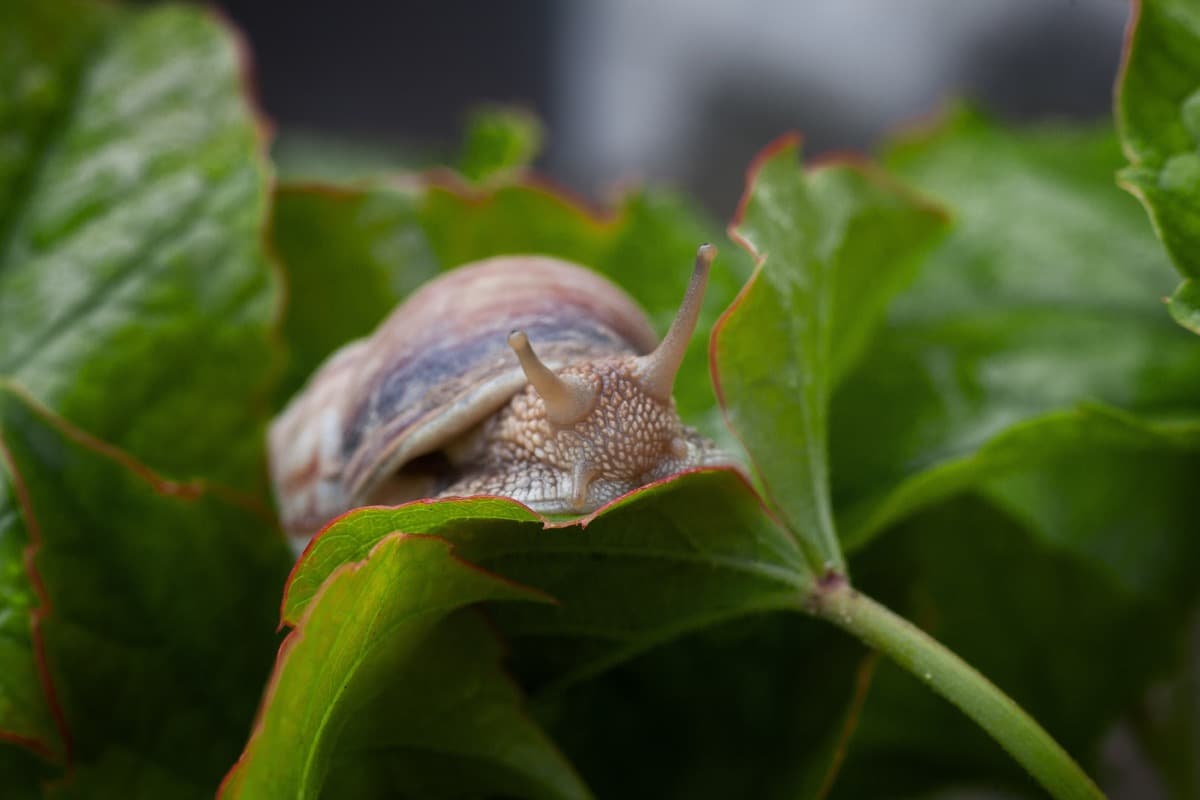 Snail Issue in Plant