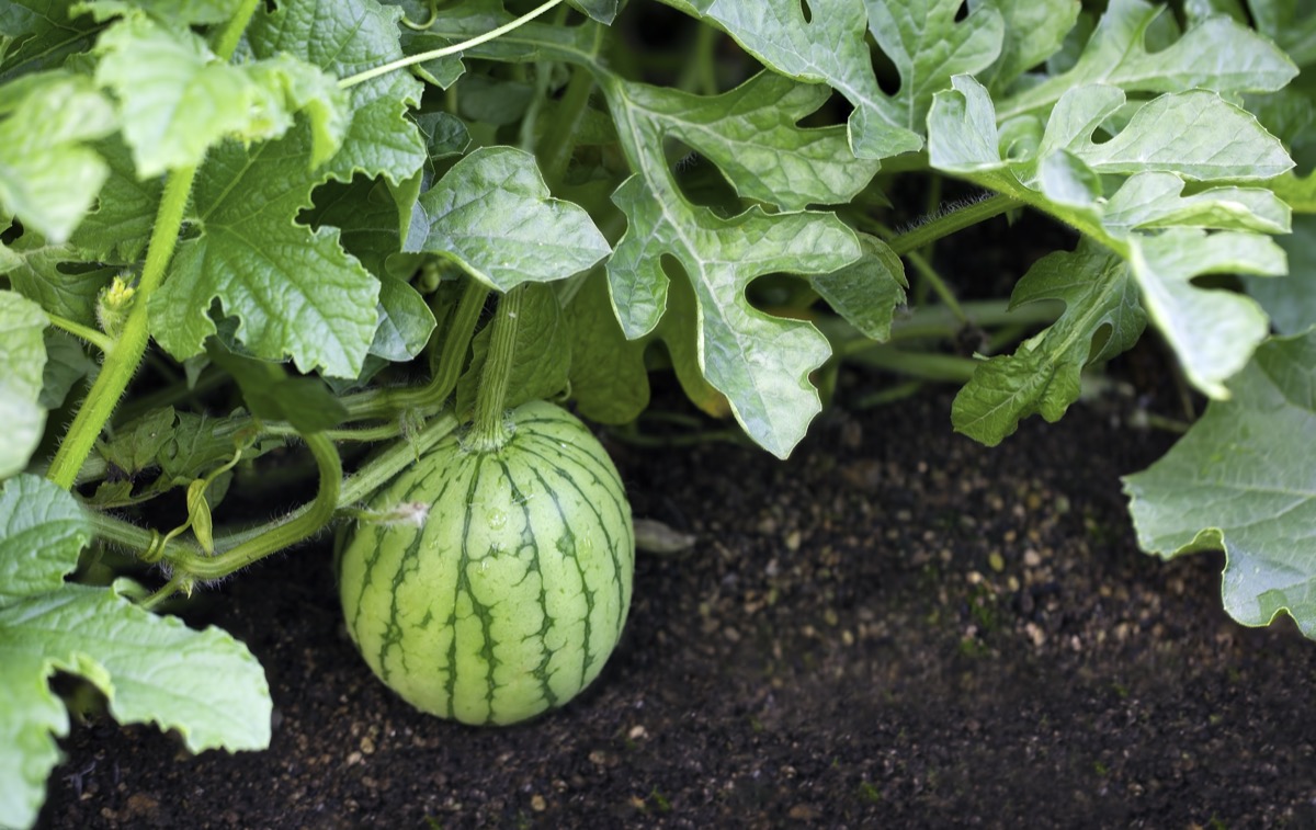 Best and Worst Companion Plants for Watermelon