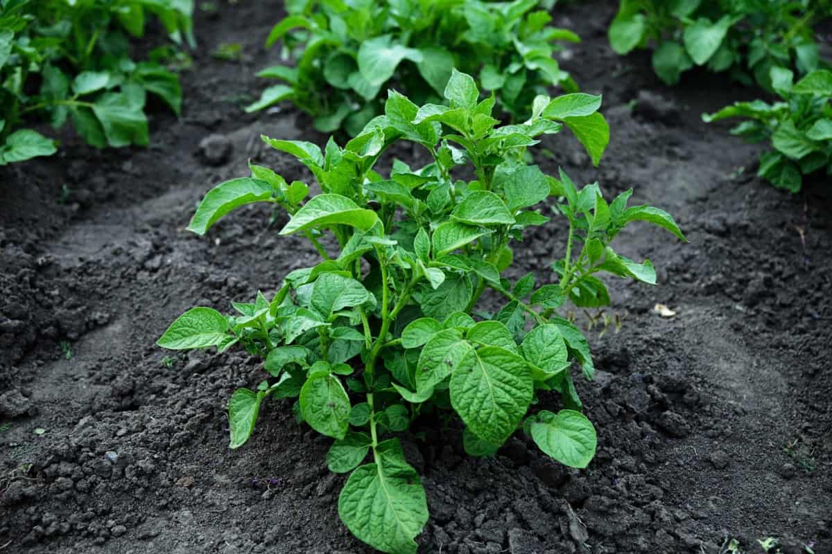Best and Worst Companion Plants for Potatoes