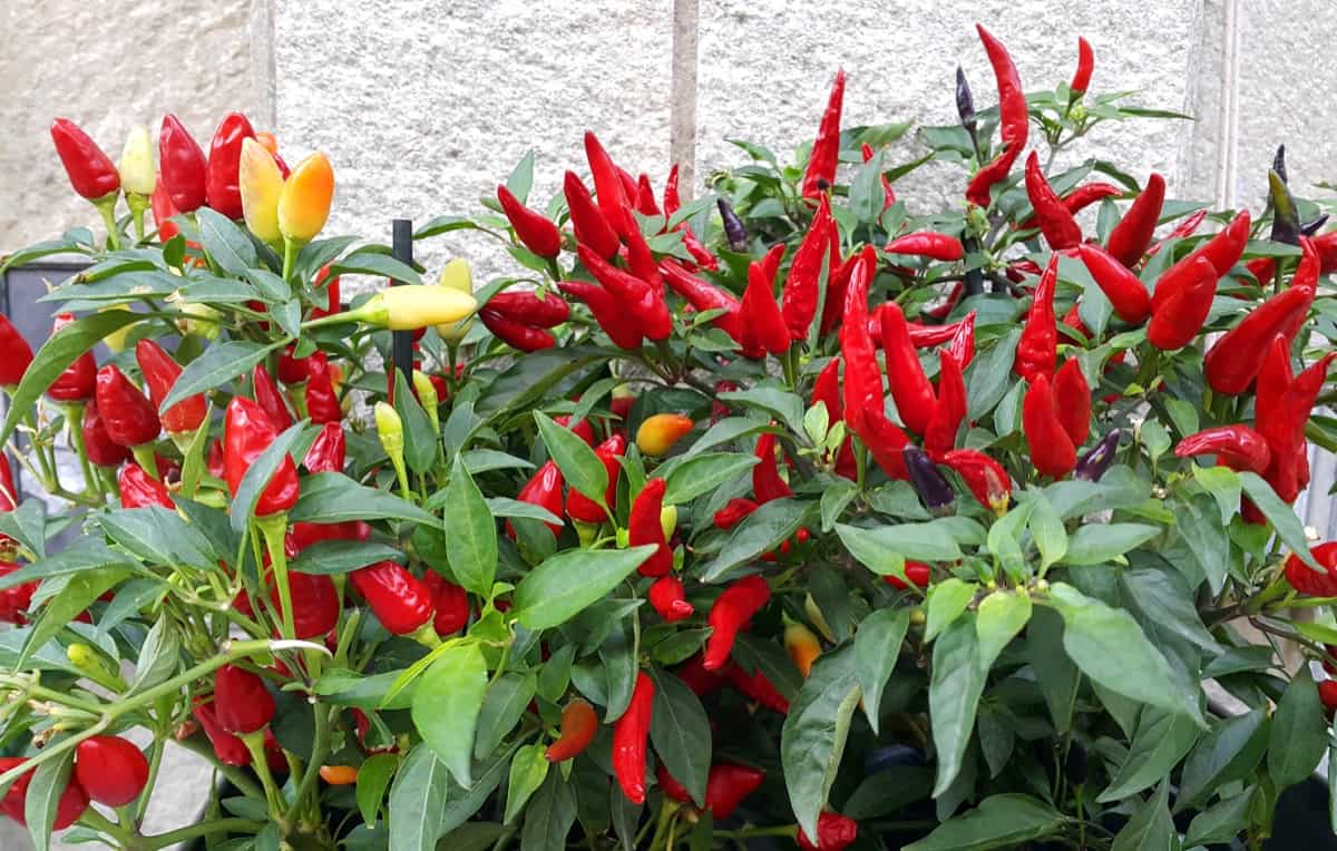 Red Pepper Gardening
