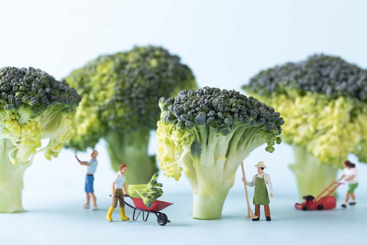 broccoli concept