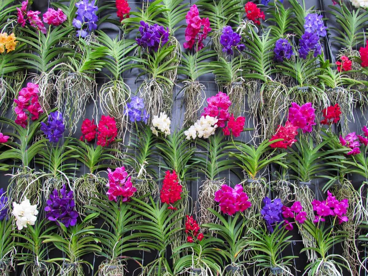 Garden Wall with Flowers