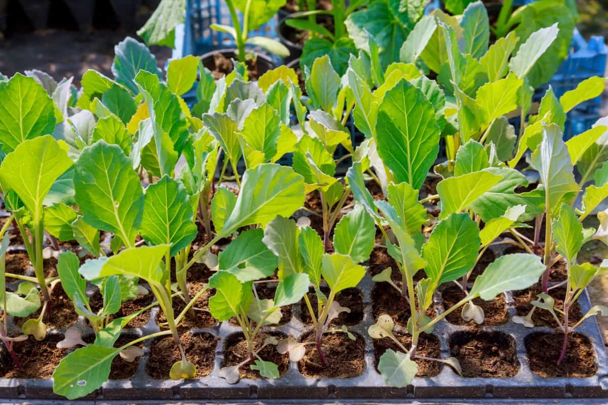 Cabbage Seedlings in Tray