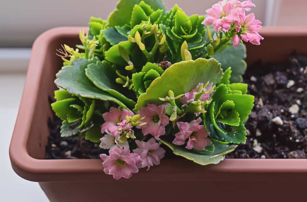 Potted blooming kalanchoe plant