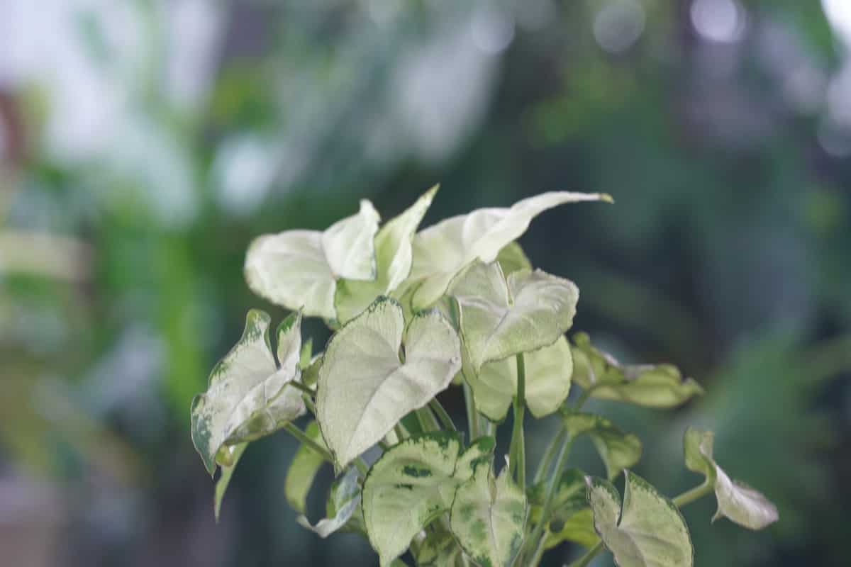 Arrowhead Plant Leaves
