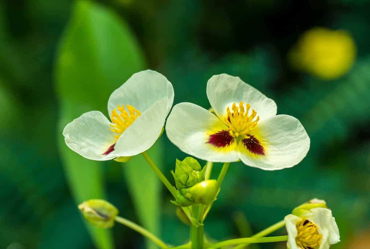 Sagittaria Flowers
