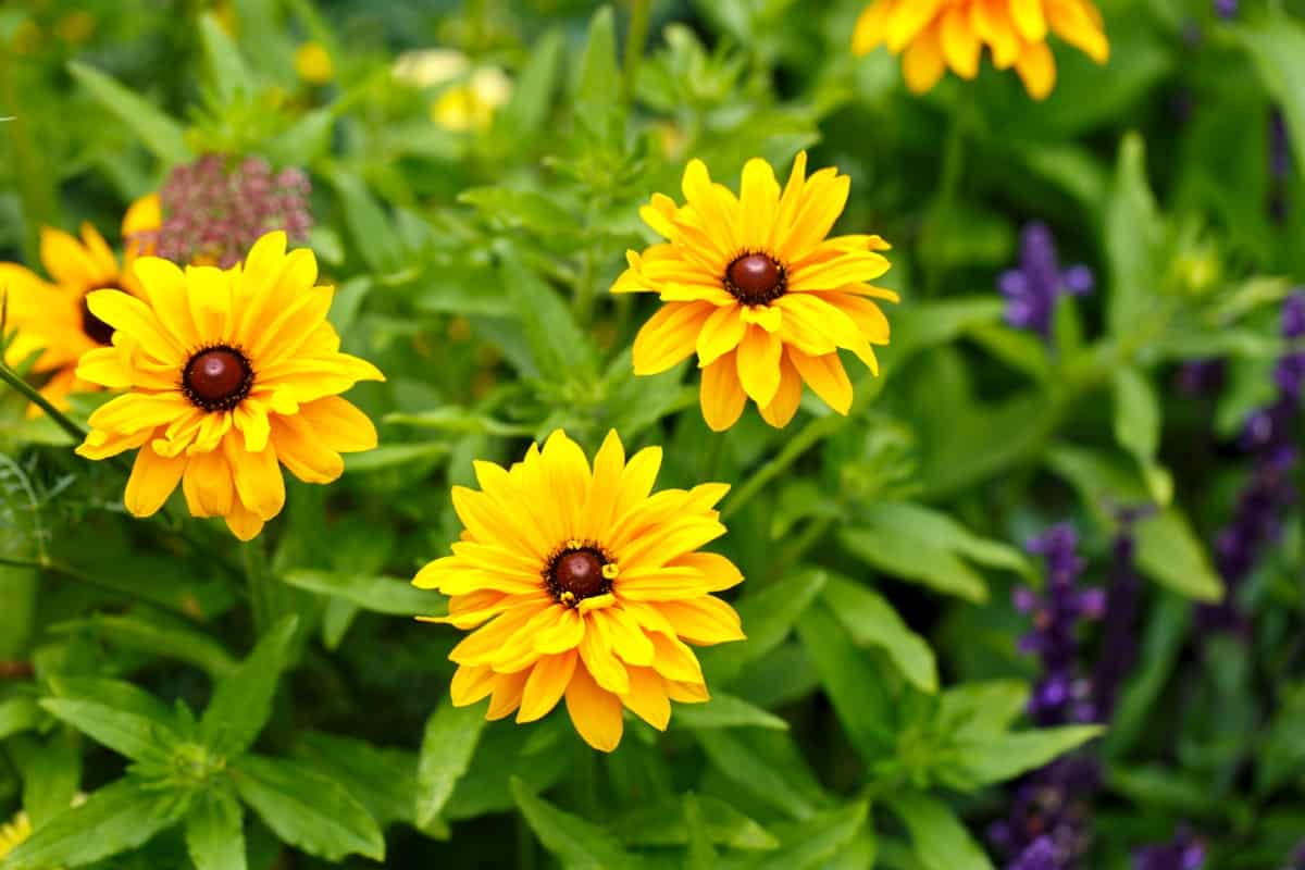 How to Grow and Care for Black-eyed Susan in Your Garden