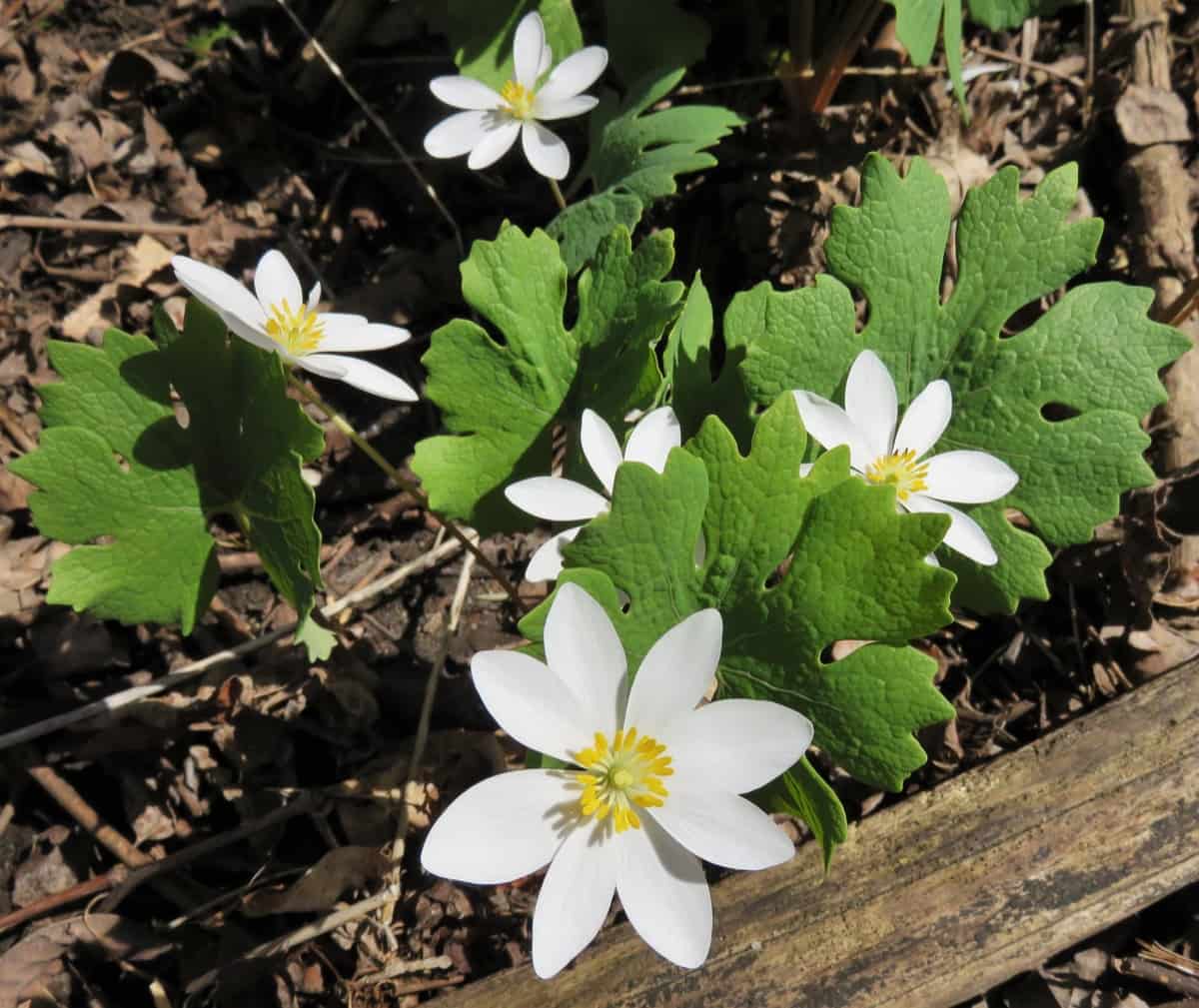 How to Grow and Care for Bloodroot Plant