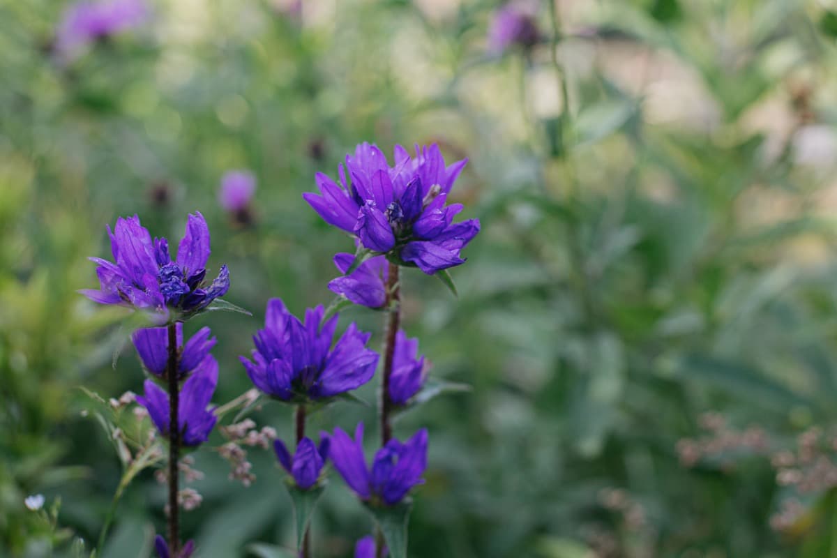 How to Grow and Care for Campanula Bellflower in Your Garden