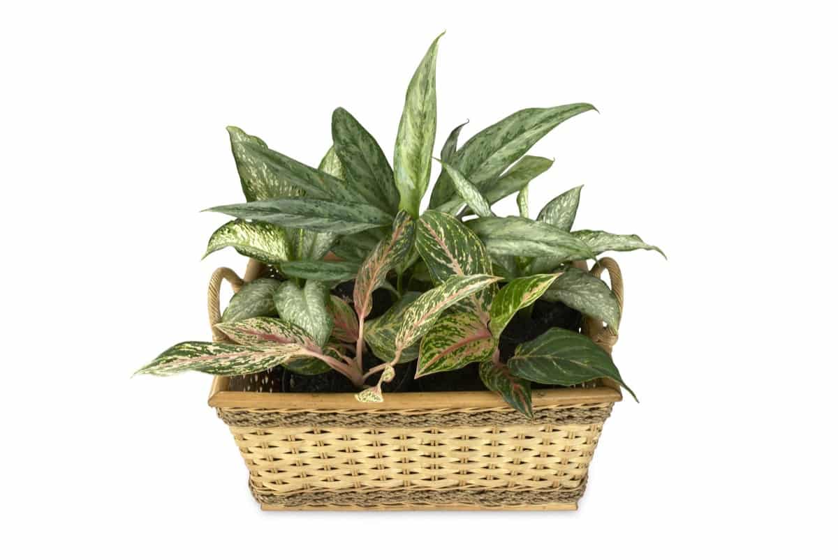 How to Grow and Care for Chinese Evergreen Indoors