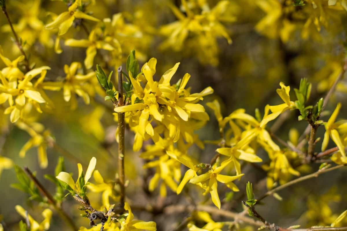 How to Grow and Care for Forsythia in Your Garden