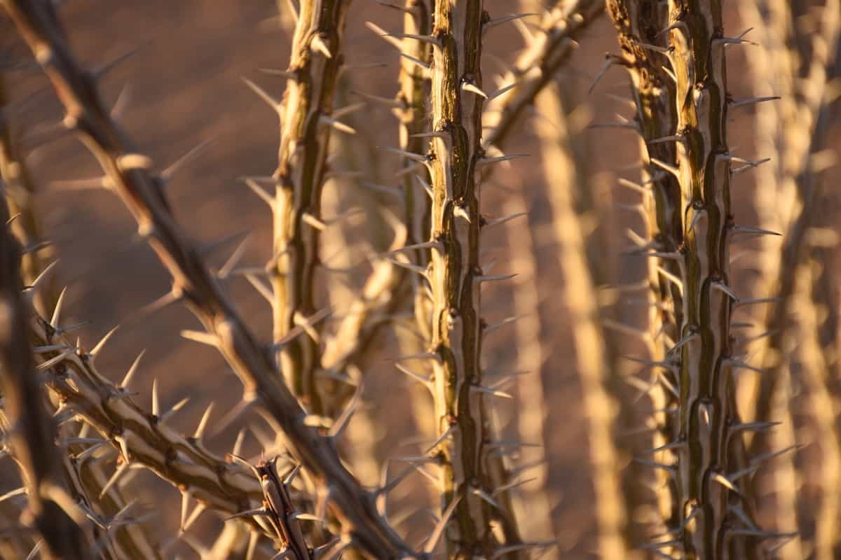 How to Grow and Care for Ocotillo in Pots
