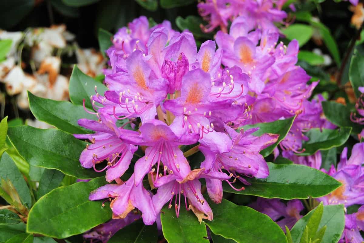 How to Grow and Care for Rhododendrons