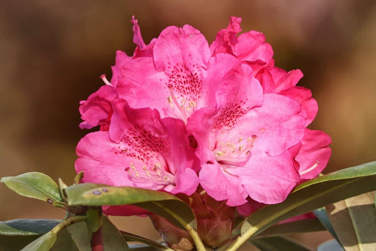 Rhododendron Flower Garden 