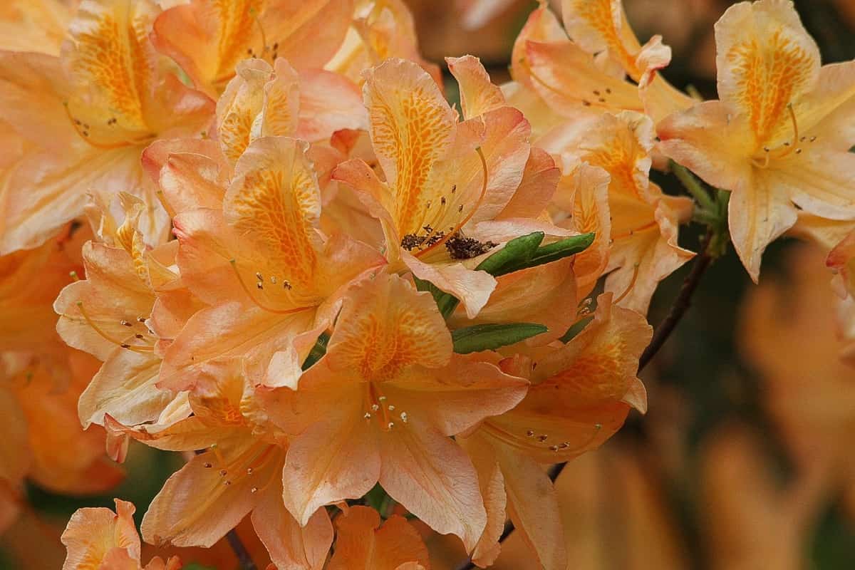 Orange Rhododendron Flower