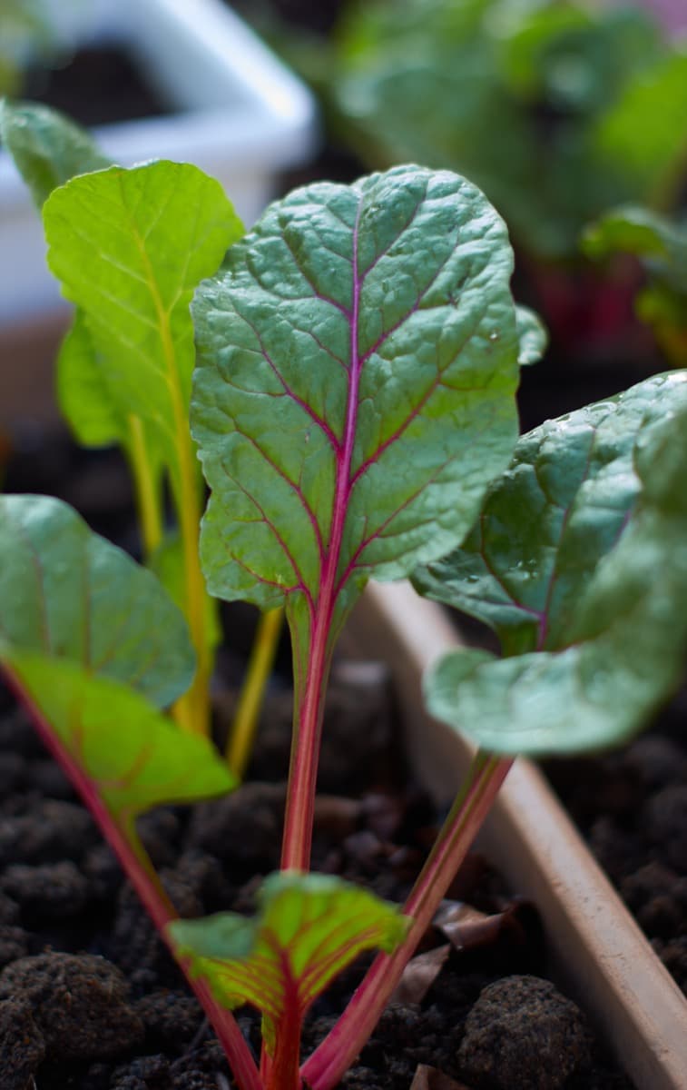 How to grow and care for Swiss Chard in containers