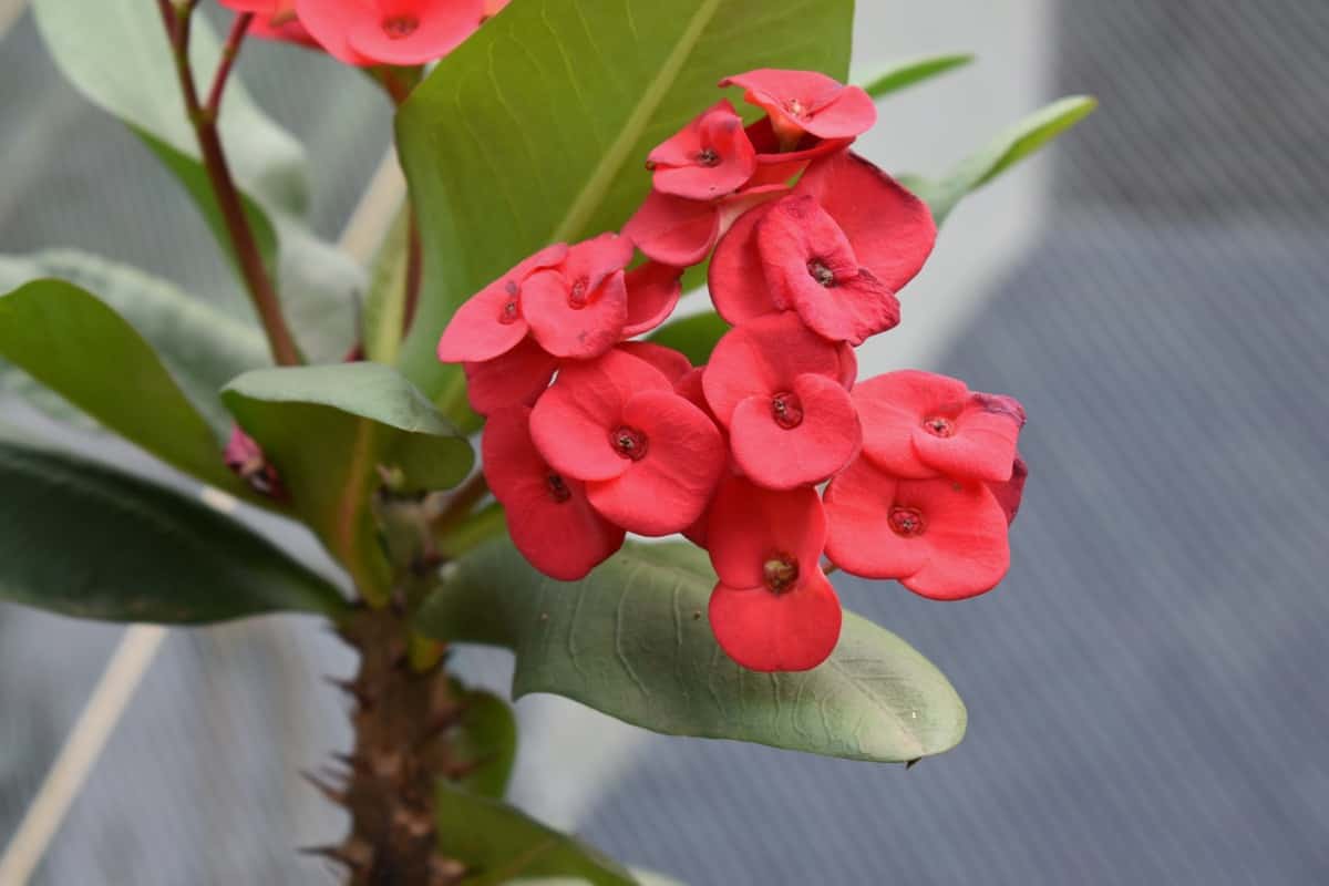  Crown of Thorns Plant