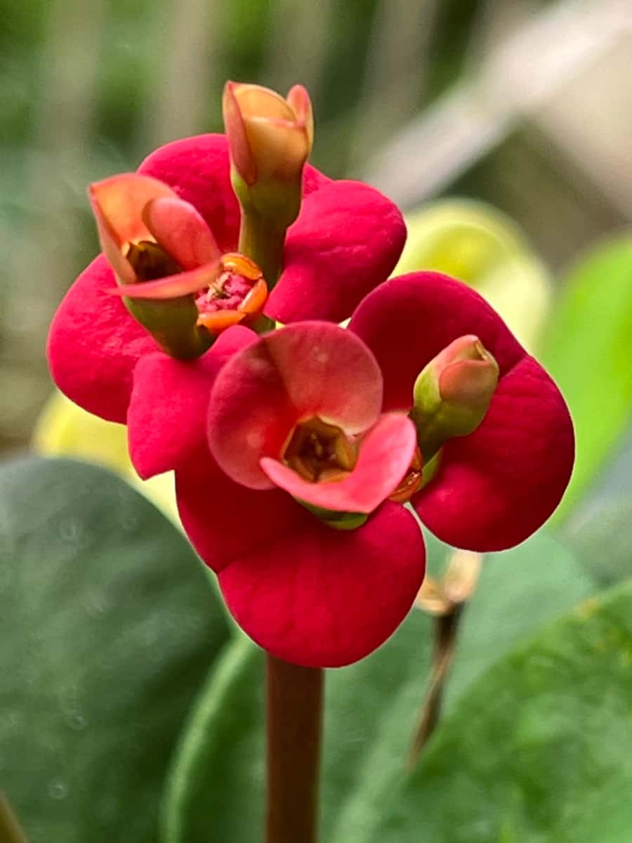  Crown of Thorns Flower Red