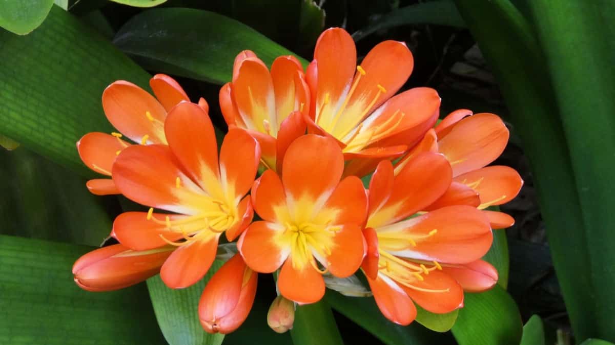 Clivia flower orange