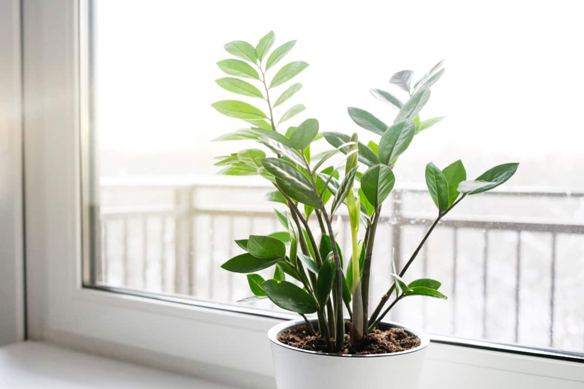 12 Cold-tolerant Indoor Plants For Winter Weather: ZZ Plant