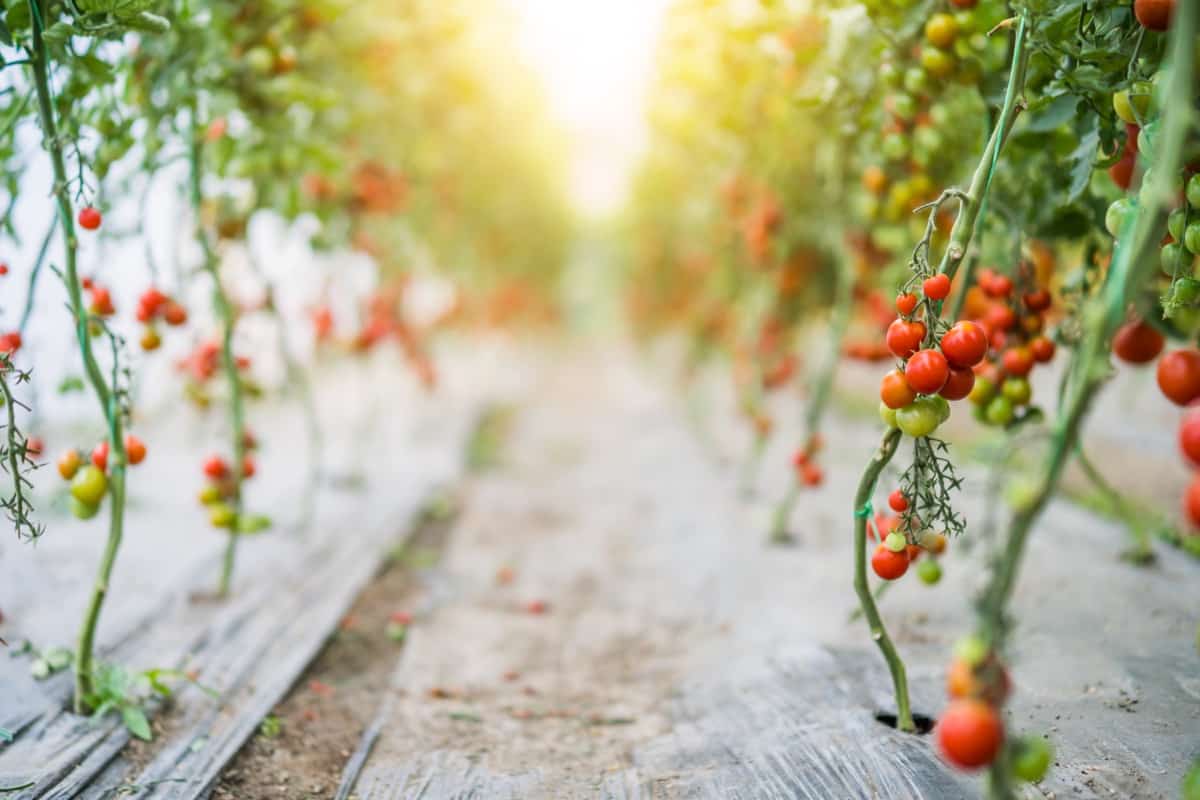 Common Problems with Cherry Tomato Plants