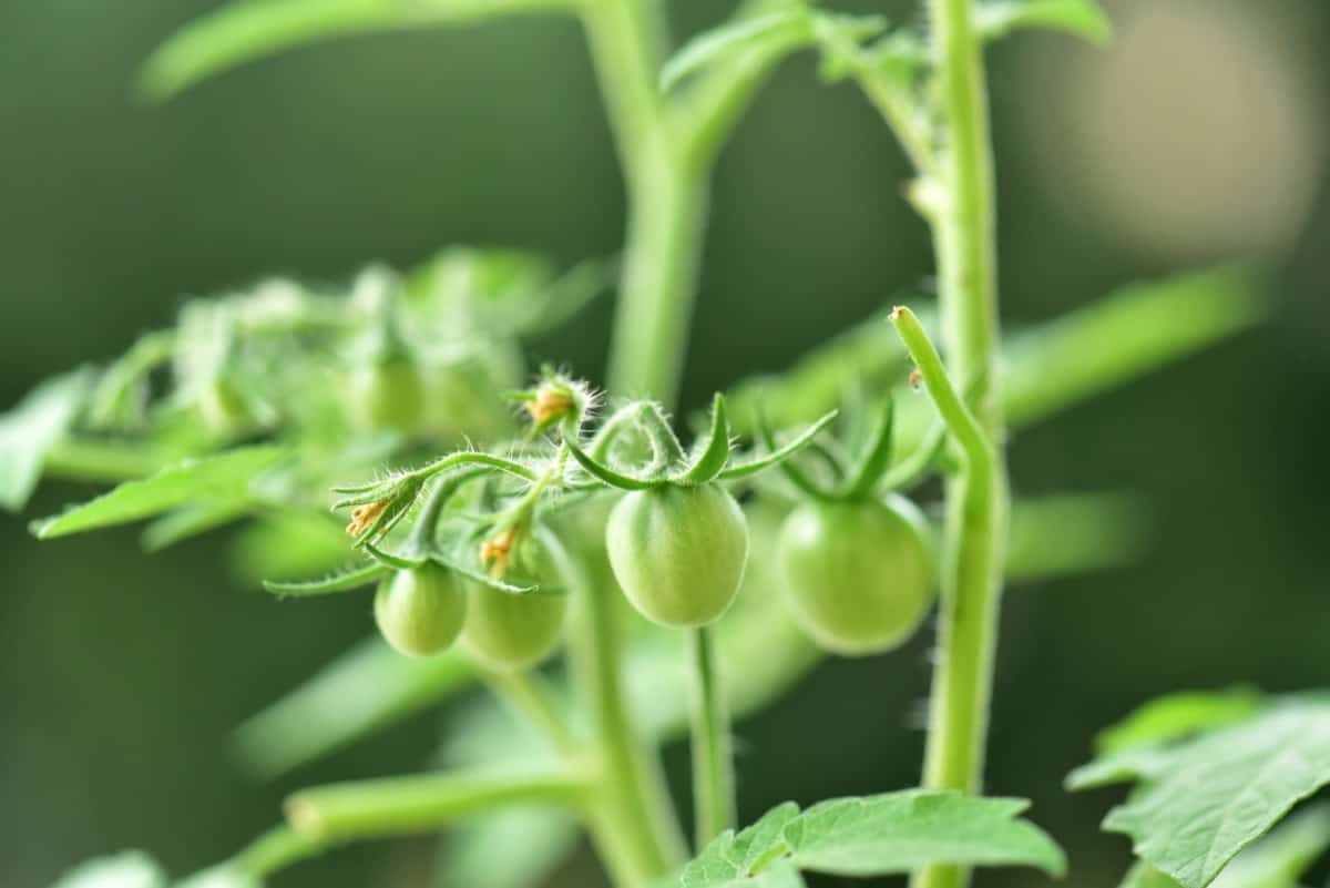 Cherry Tomato Plant