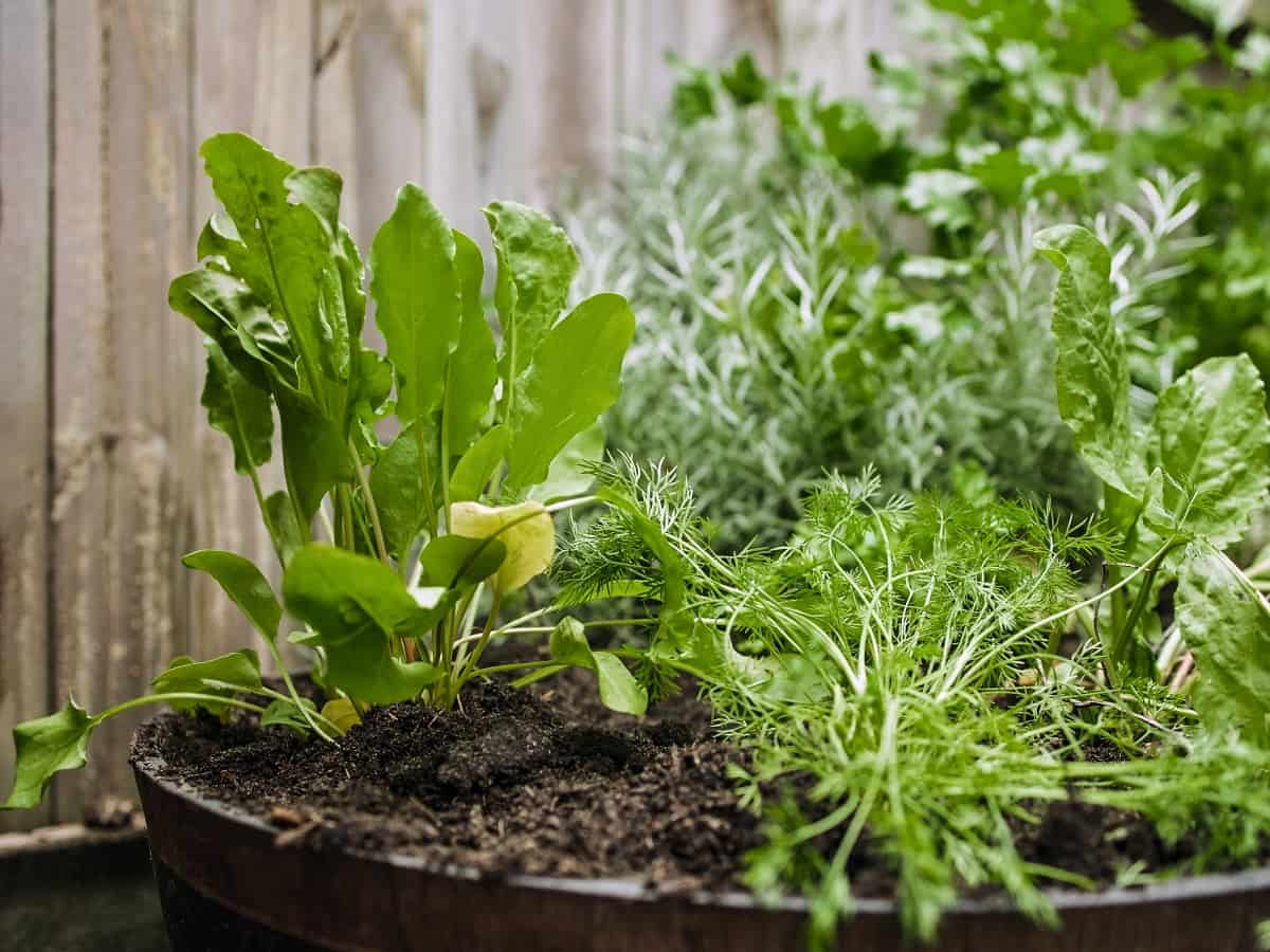 Companion Planting in Herb Gardens
