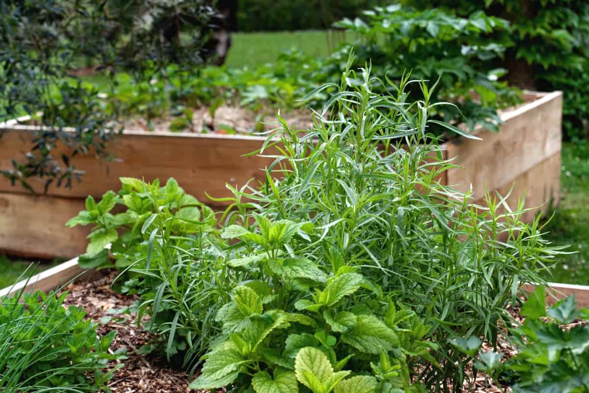 Herbs and Vegetables