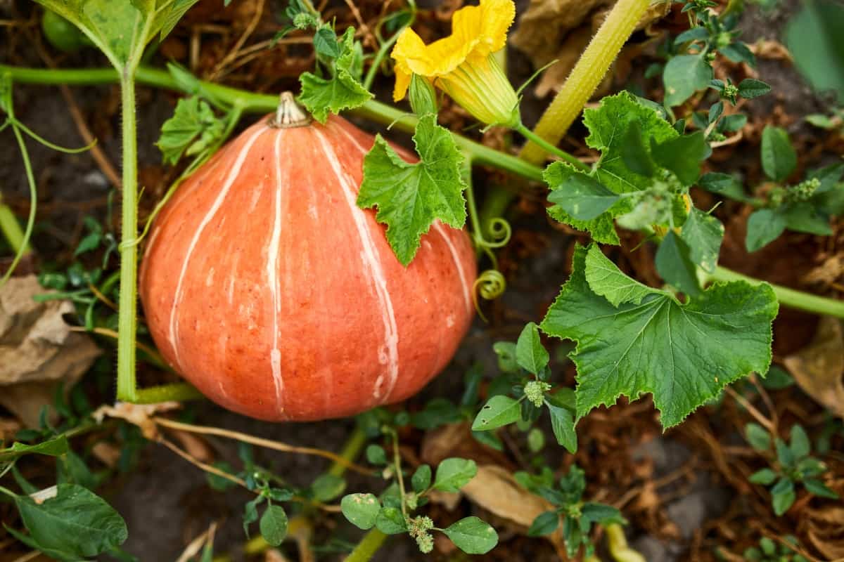 Cultivating Greenhouse Pumpkins