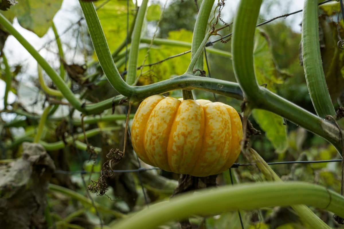 Pumpkin Growing in A Garden