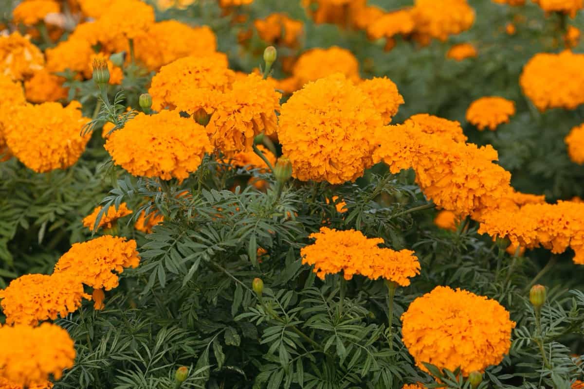 marigold flowers in the garden
