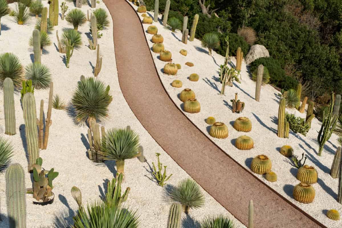 Path in Tropical Cactus Gardens