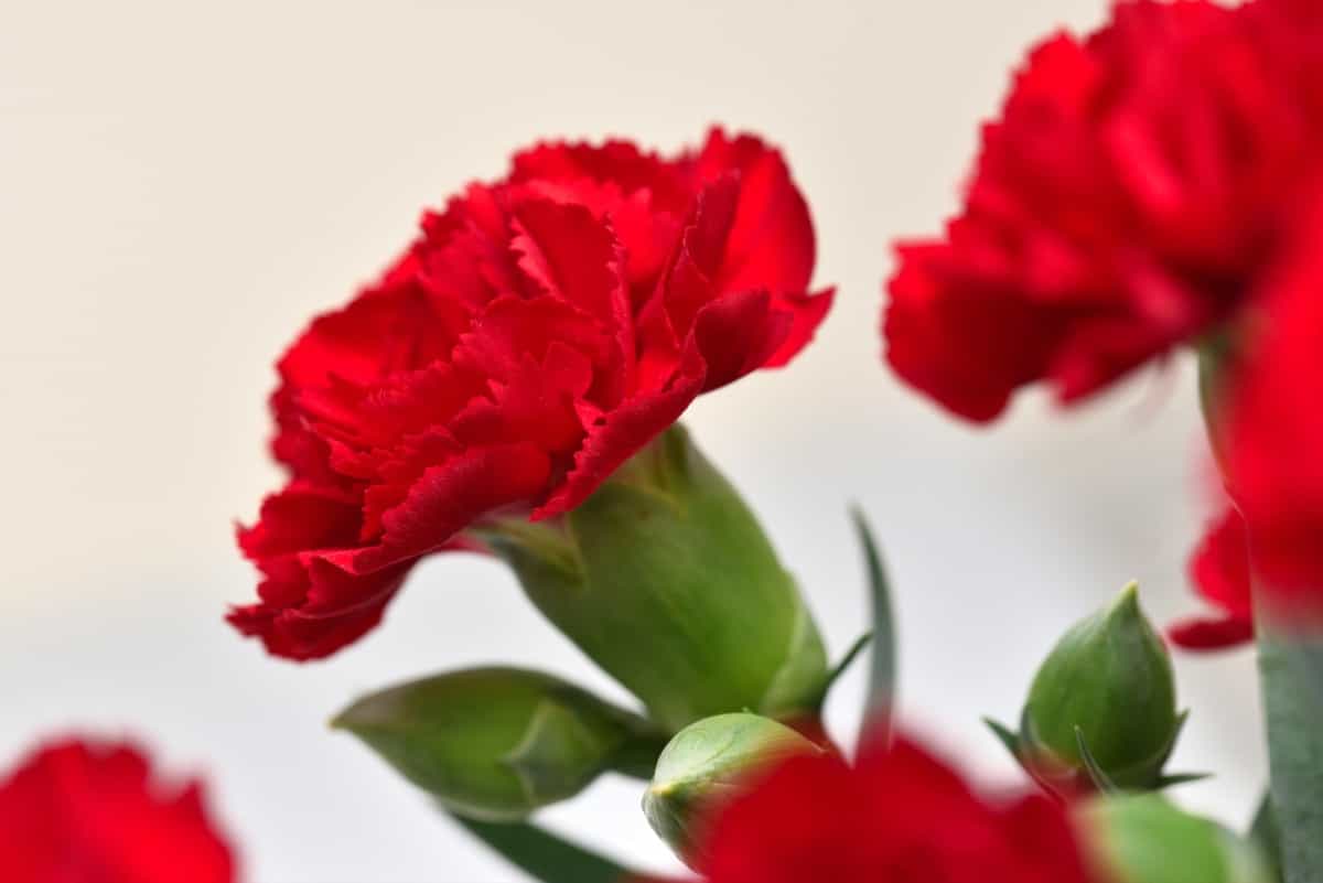Carnation Red Flower