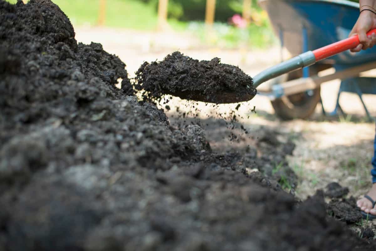 Types of Manure For Your Garden Plants 