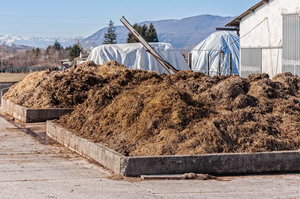 Cow manure for farming
