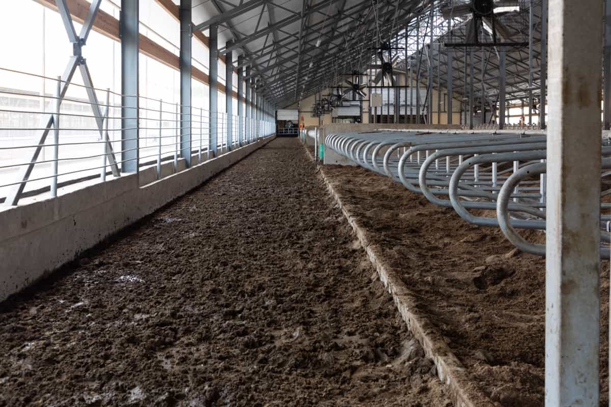 passage filled with manure on a modern dairy cow farm