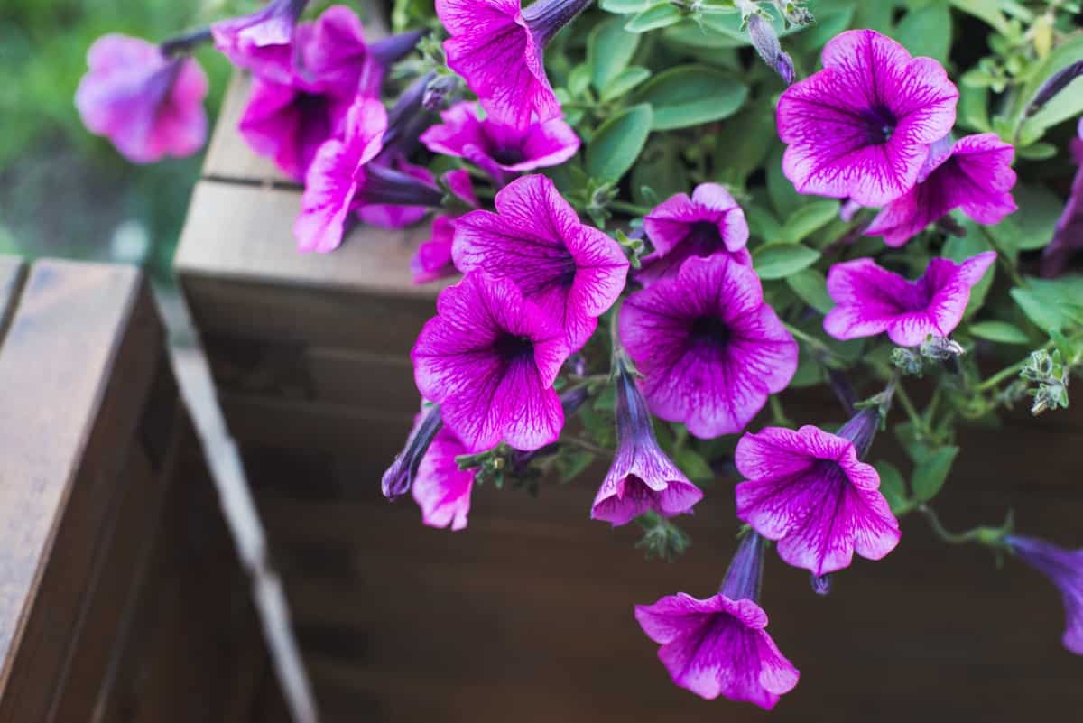 pink petunia in wooden container flower pot