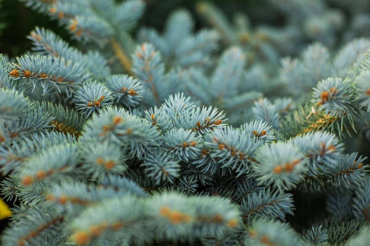 Dwarf Evergreen Trees for Your Garden2