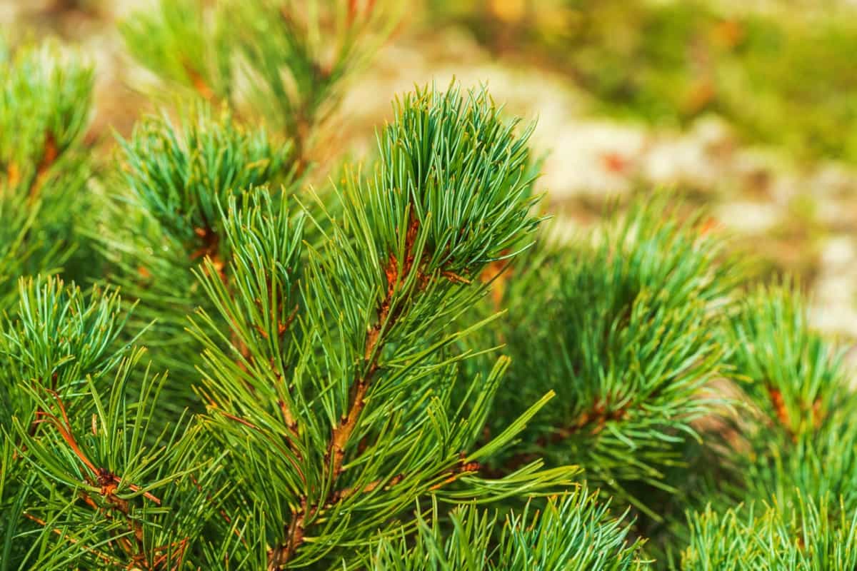 Dwarf Evergreen Trees for Your Garden3