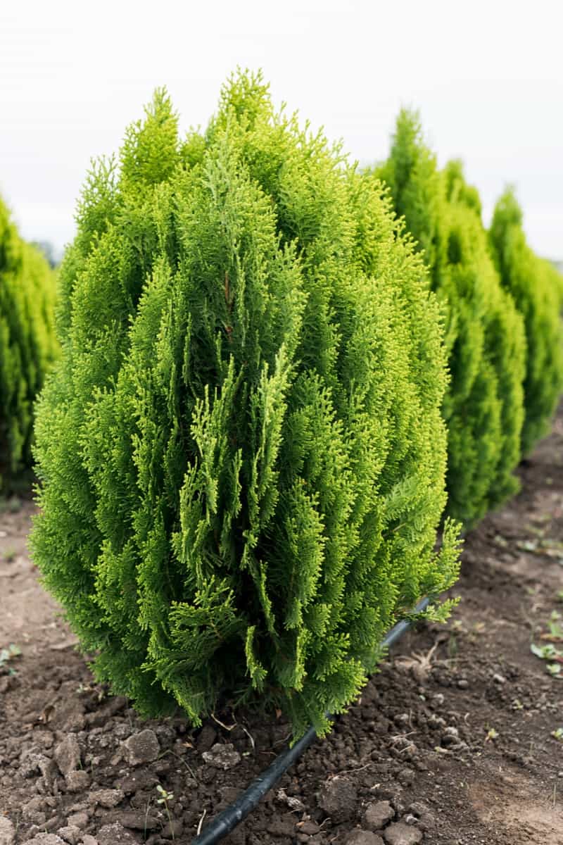 Dwarf Evergreen Trees for Your Garden6