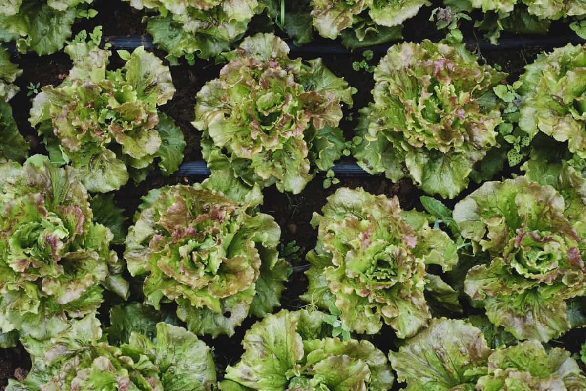 Top 10 Easiest Vegetables to Grow at Home: Lettuce