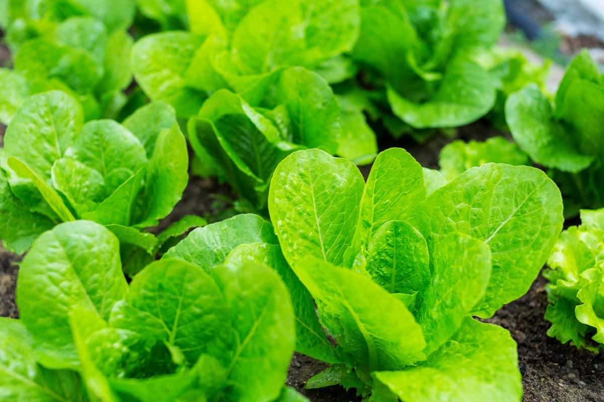 Lettuce Gardening