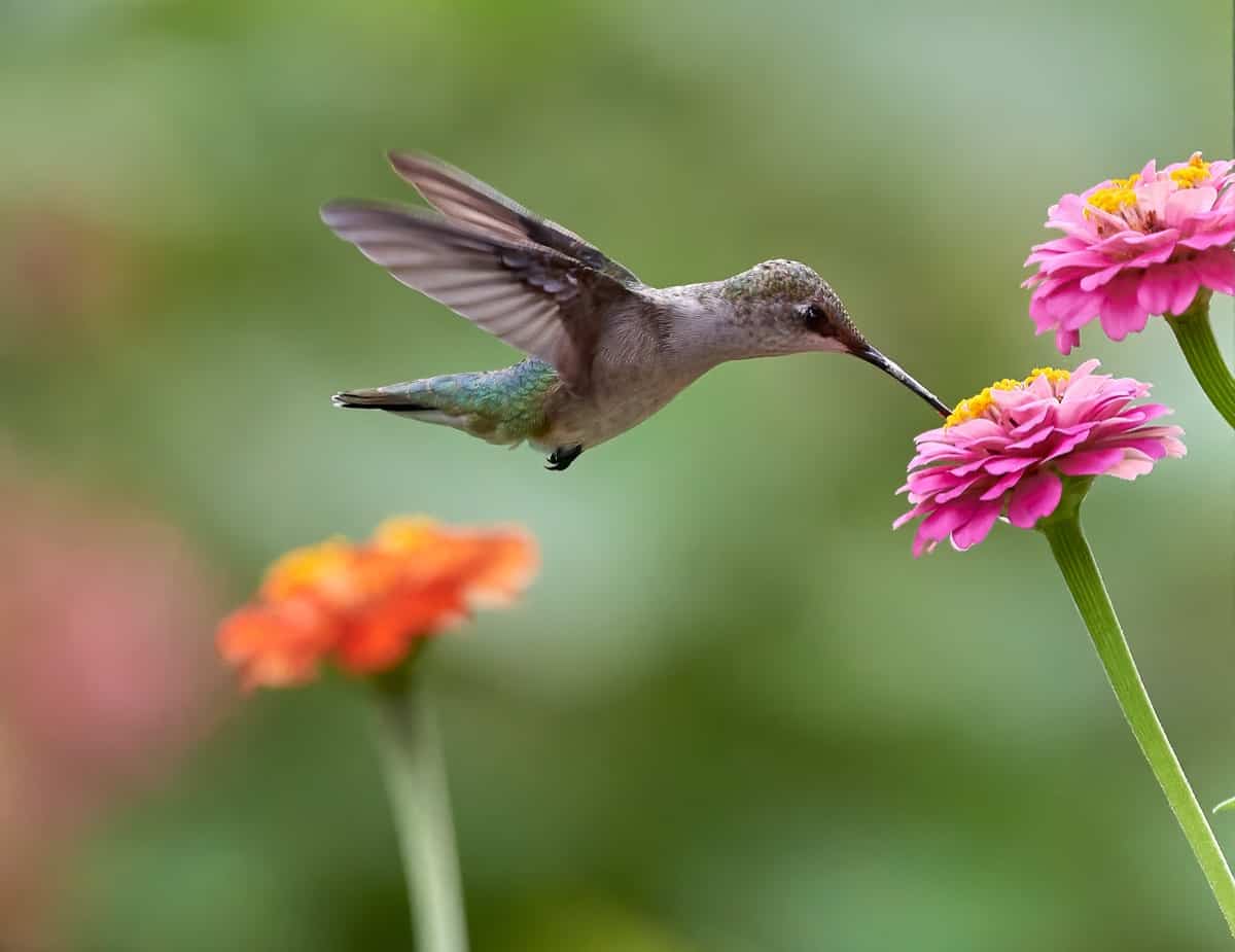 Hummingbird in the garden