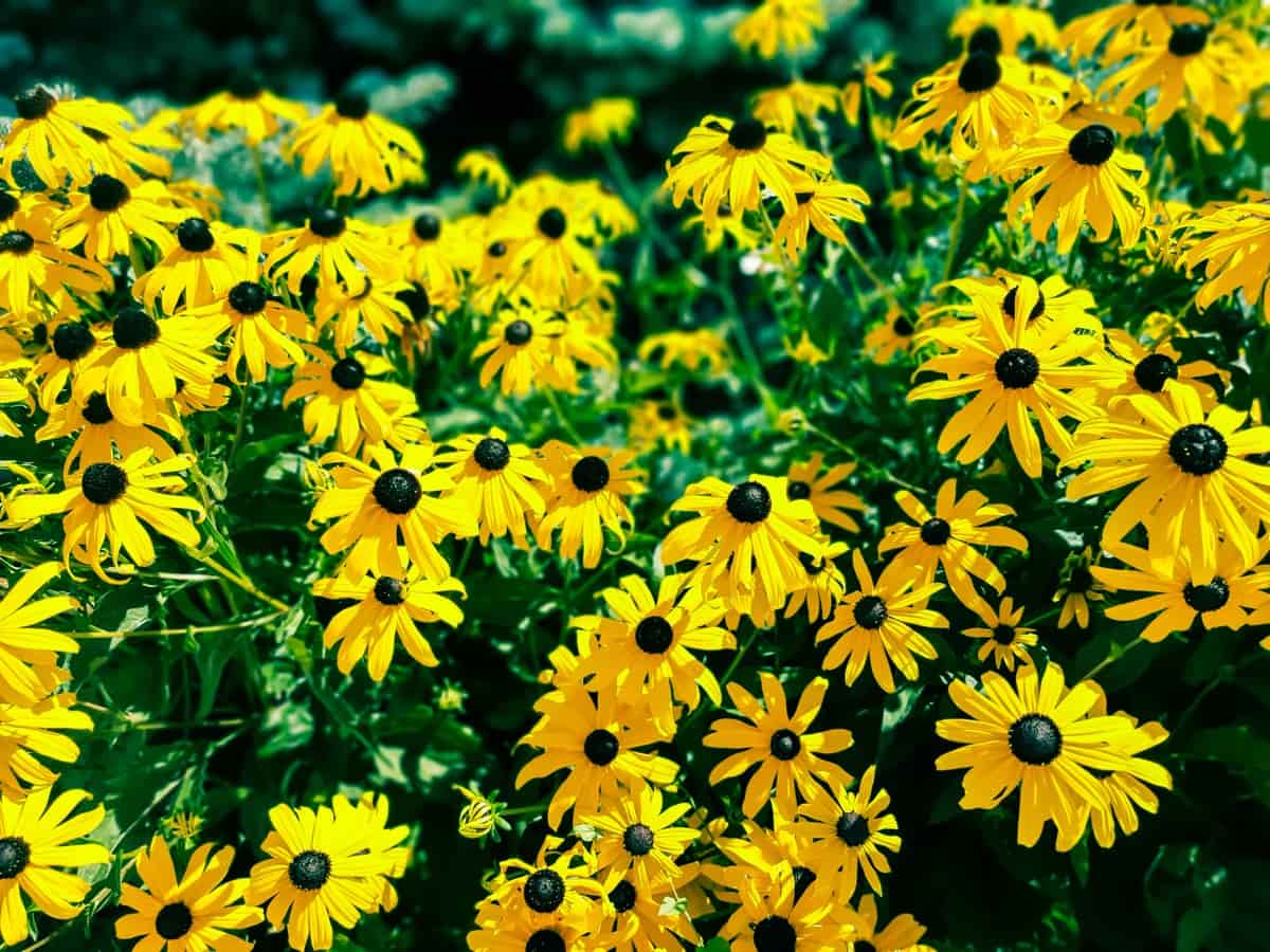 Easy Spring Flowers to Grow for Pollinators: Blackeyed Susan