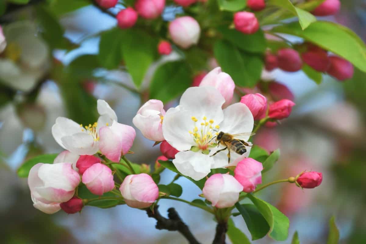 Honeybee bee on pink & white blooms of a crabapple tree 
