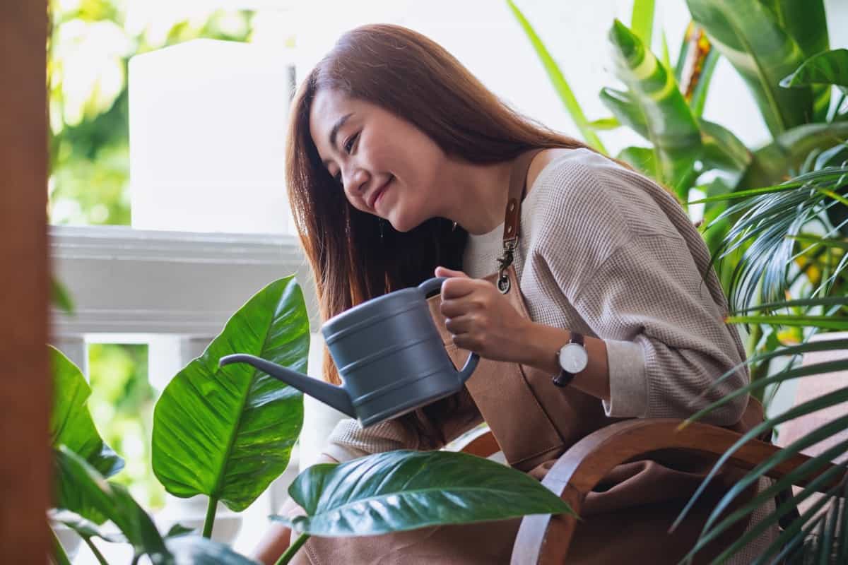 Essential Tips on Watering Your Houseplants