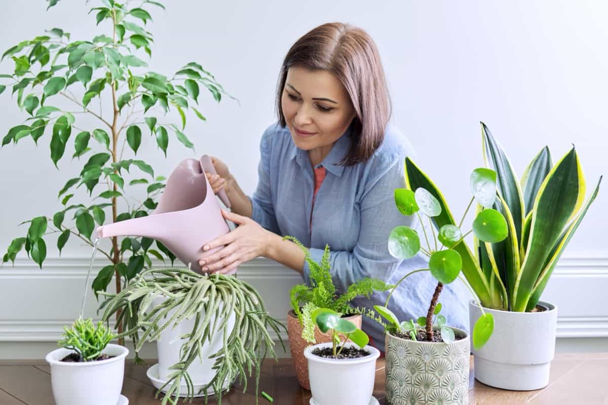 caring for houseplants in pots
